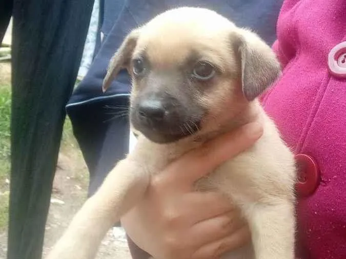 Cachorro ra a Vira lata  idade 2 a 6 meses nome Tenho mais de 1