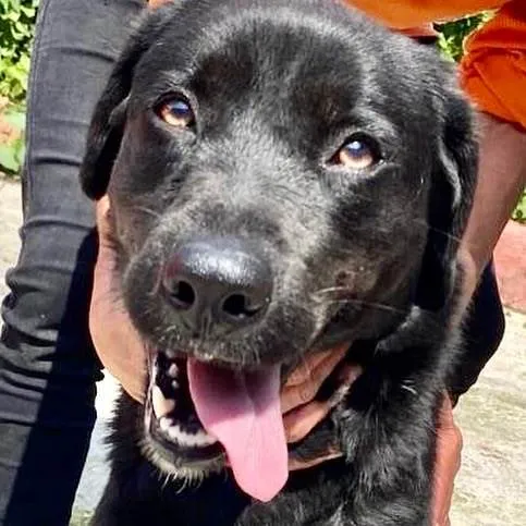 Cachorro raça Labrador  idade 2 anos nome Betina