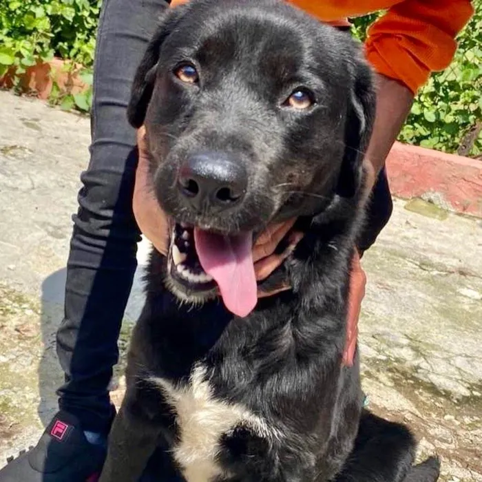 Cachorro raça Labrador  idade 2 anos nome Betina