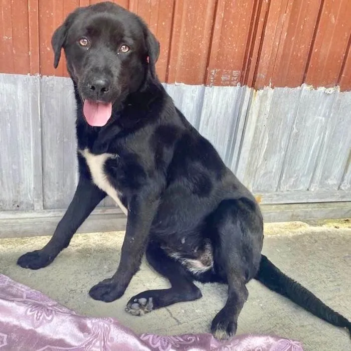 Cachorro raça Labrador  idade 2 anos nome Betina