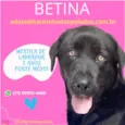 Cachorro raça Labrador  idade 2 anos nome Betina