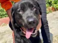 Cachorro raça Labrador  idade 2 anos nome Betina