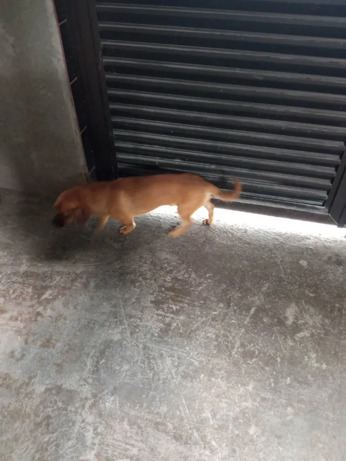 Cachorro ra a  Bace idade 6 ou mais anos nome Tobias