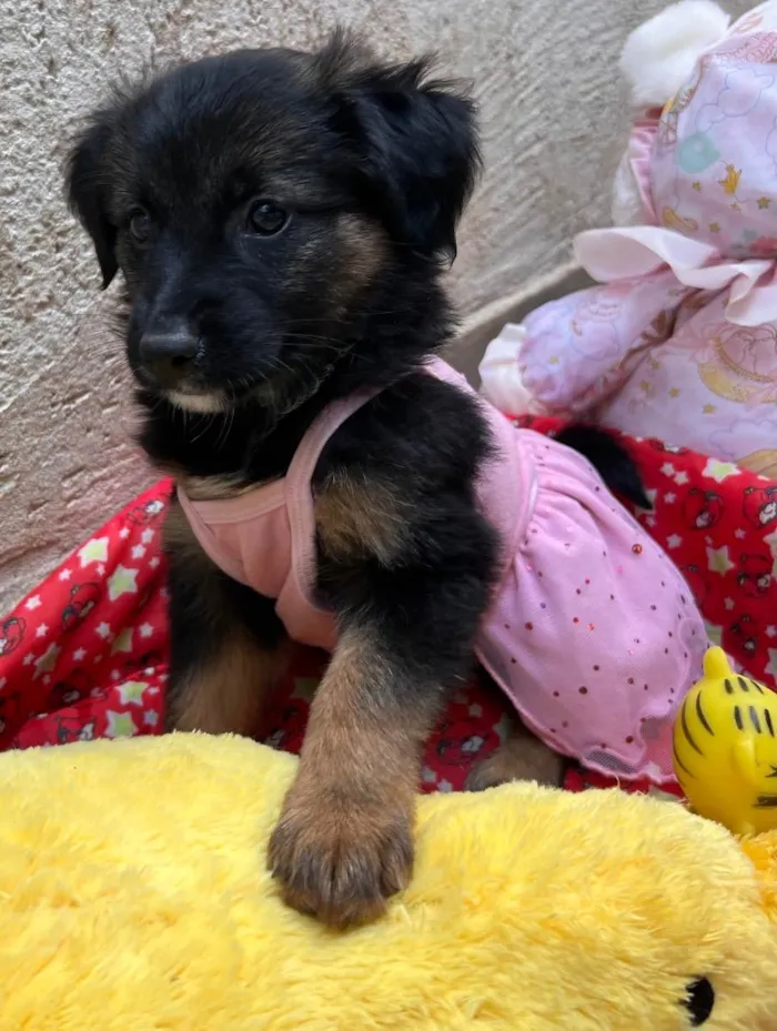 Cachorro raça SRD  idade  nome Sem Nome