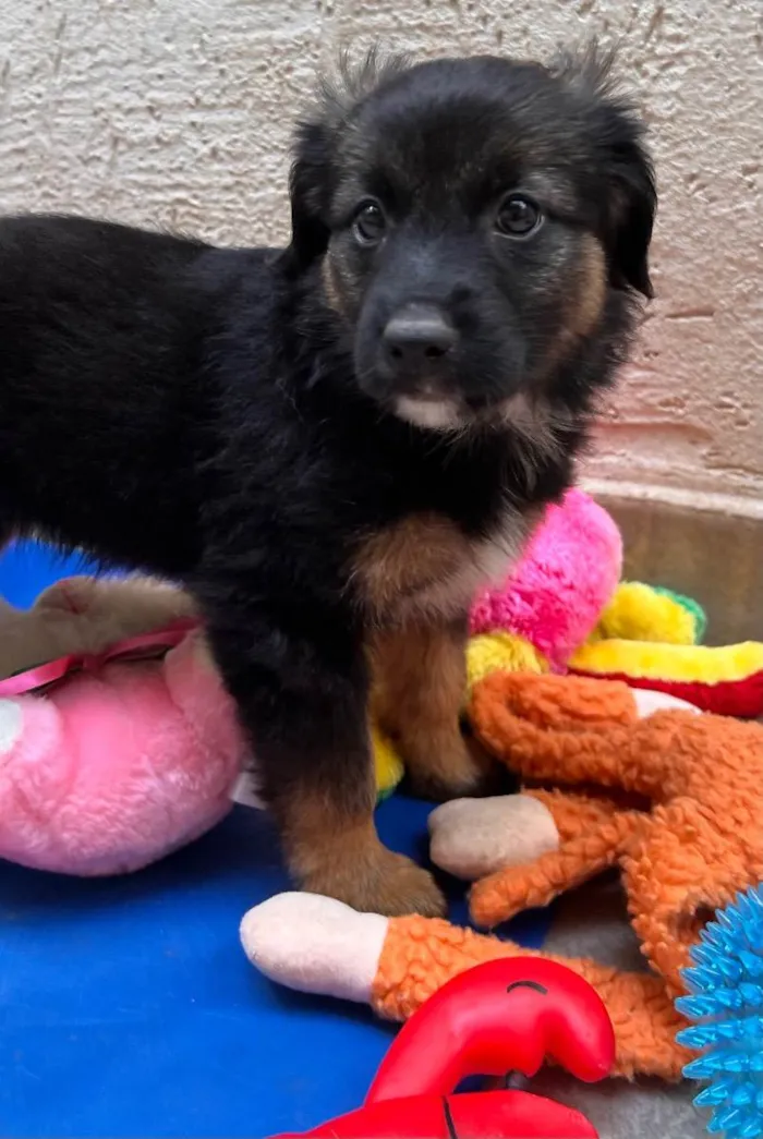 Cachorro raça SRD  idade  nome Sem Nome