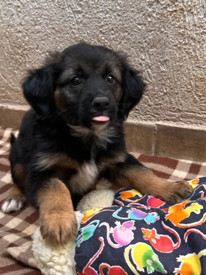 Cachorro raça SRD  idade  nome Sem Nome