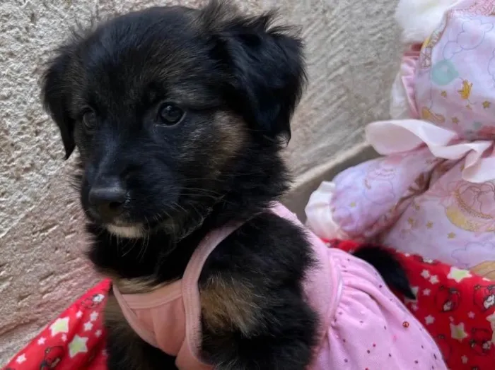 Cachorro raça SRD  idade  nome Sem Nome