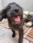 Cachorro raça SRD idade Abaixo de 2 meses nome Sem Nome