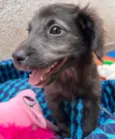 Cachorro raça SRD idade Abaixo de 2 meses nome Sem Nome