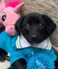 Cachorro raça SRD  idade Abaixo de 2 meses nome Sem Nome