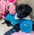 Cachorro raça SRD  idade Abaixo de 2 meses nome Sem Nome