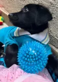 Cachorro raça SRD  idade Abaixo de 2 meses nome Sem Nome