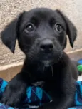 Cachorro raça SRD  idade Abaixo de 2 meses nome Sem Nome
