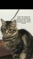 Tigrinho