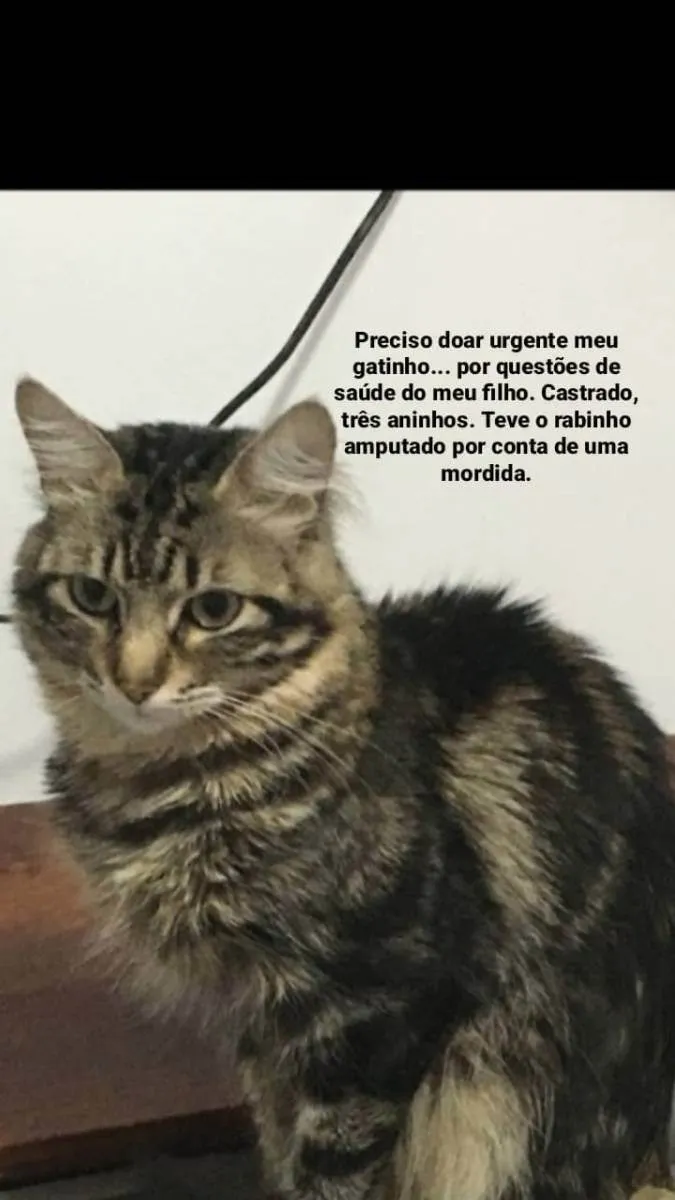 Gato ra a Srd idade 3 anos nome Tigrinho