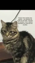 Tigrinho