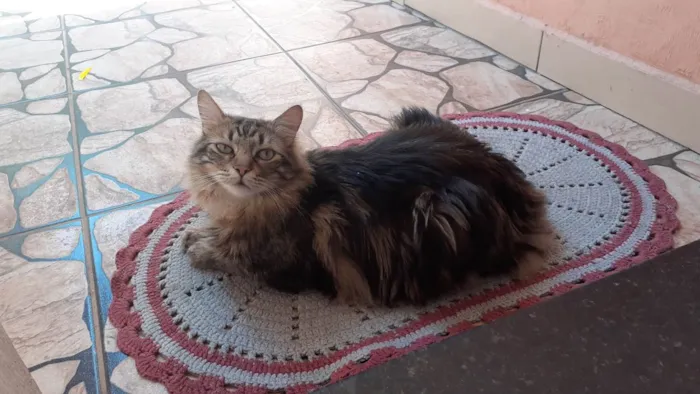 Gato ra a Srd idade 3 anos nome Tigrinho