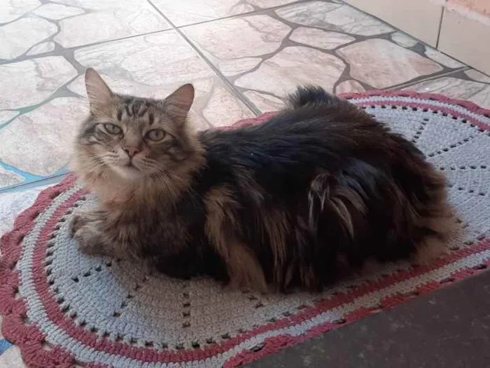 Gato ra a Srd idade 3 anos nome Tigrinho