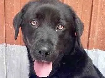 Cachorro raça Labrador  idade 2 anos nome Betina