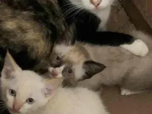 Gato raça  idade 2 a 6 meses nome Sem nome