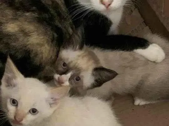 Gato ra a  idade 2 a 6 meses nome Sem nome