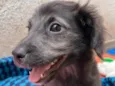 Cachorro raça SRD idade Abaixo de 2 meses nome Sem Nome