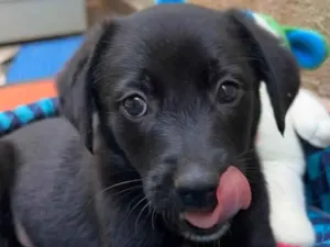 Cachorro raça SRD  idade Abaixo de 2 meses nome Sem Nome