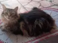 Tigrinho