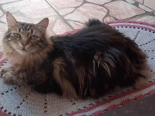 Gato ra a Srd idade 3 anos nome Tigrinho