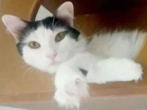 Gato raça  idade 1 ano nome gatos terapêuticos