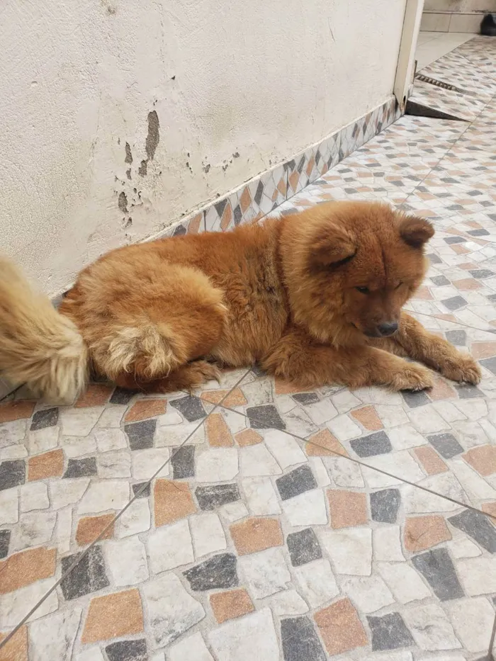 Cachorro ra a Chow CHOW  idade 4 anos nome Pandora