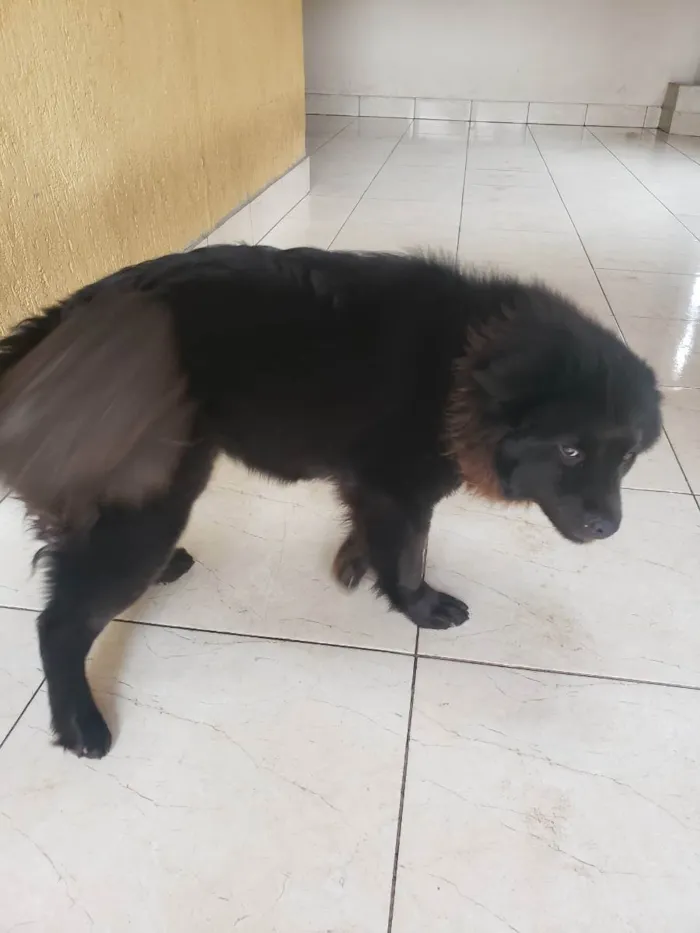 Cachorro ra a Chow CHOW  idade 1 ano nome Pretinha