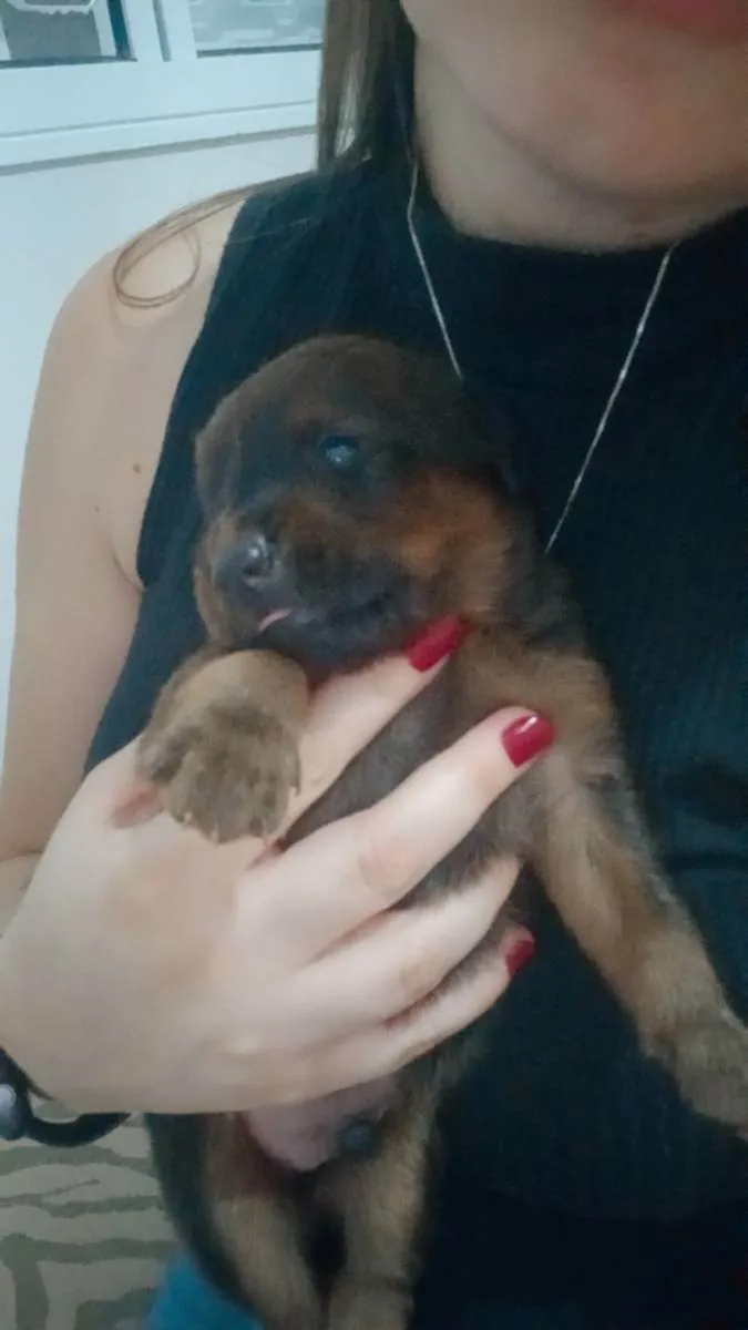 Cachorro ra a não indefinida  idade Abaixo de 2 meses nome sem nome