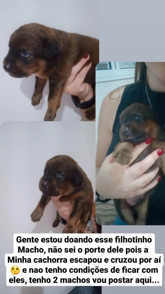 Cachorro ra a não indefinida  idade Abaixo de 2 meses nome sem nome
