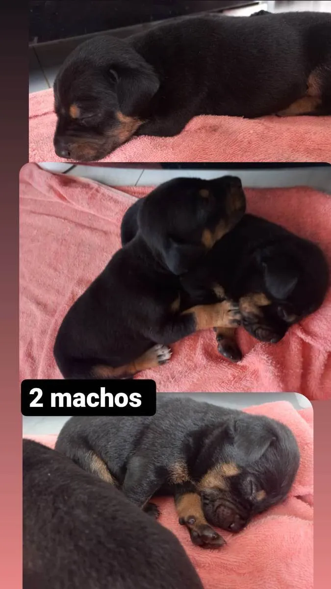 Cachorro ra a não indefinida  idade Abaixo de 2 meses nome sem nome