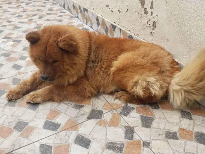 Cachorro ra a Chow CHOW  idade 4 anos nome Pandora