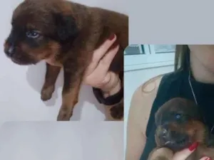 Cachorro raça não indefinida  idade Abaixo de 2 meses nome sem nome