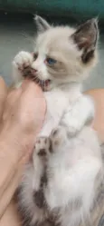 Gato raça Não tem idade 2 a 6 meses nome Não tem 