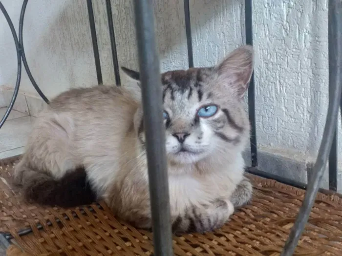 Gato ra a Siamês e rajado idade 1 ano nome Mingau