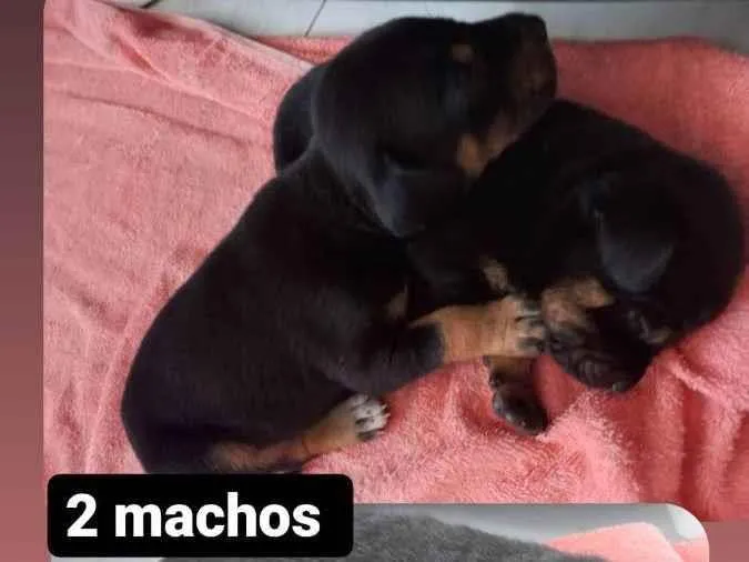 Cachorro ra a não indefinida  idade Abaixo de 2 meses nome sem nome