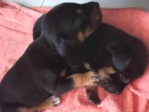 Cachorro raça não indefinida  idade Abaixo de 2 meses nome sem nome
