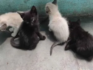 Gato raça Não tem idade 2 a 6 meses nome Não tem 