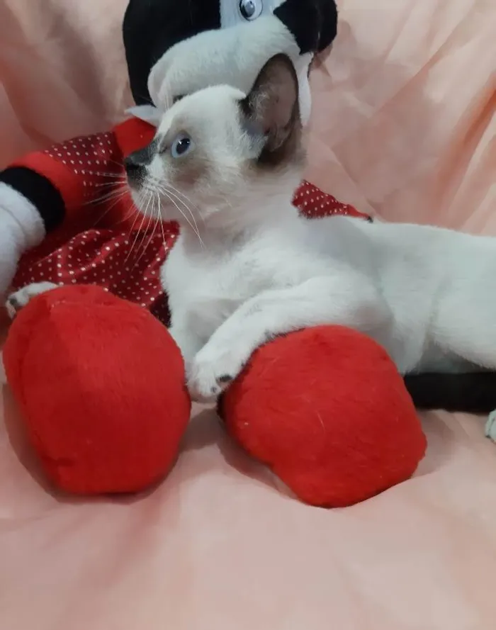 Gato ra a Sem raça definida.  idade 2 a 6 meses nome PRINCESA  