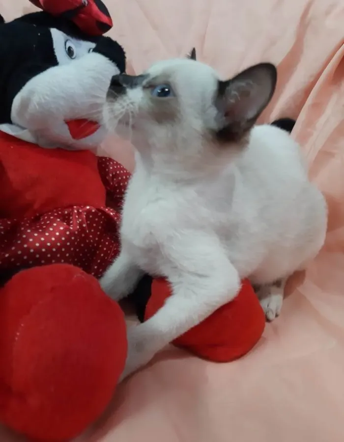 Gato ra a Sem raça definida.  idade 2 a 6 meses nome PRINCESA  