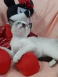 PRINCESA