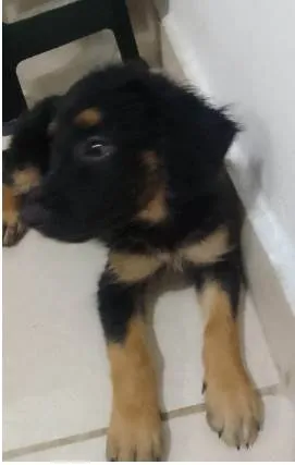Cachorro ra a SRD idade Abaixo de 2 meses nome Filhotes