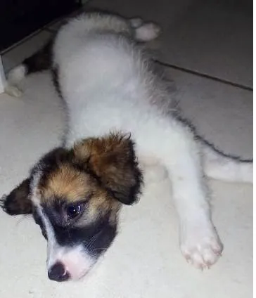 Cachorro ra a SRD idade Abaixo de 2 meses nome Filhotes
