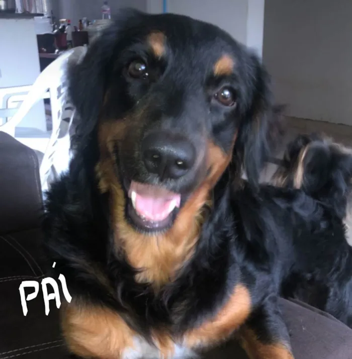 Cachorro ra a SRD idade Abaixo de 2 meses nome Filhotes