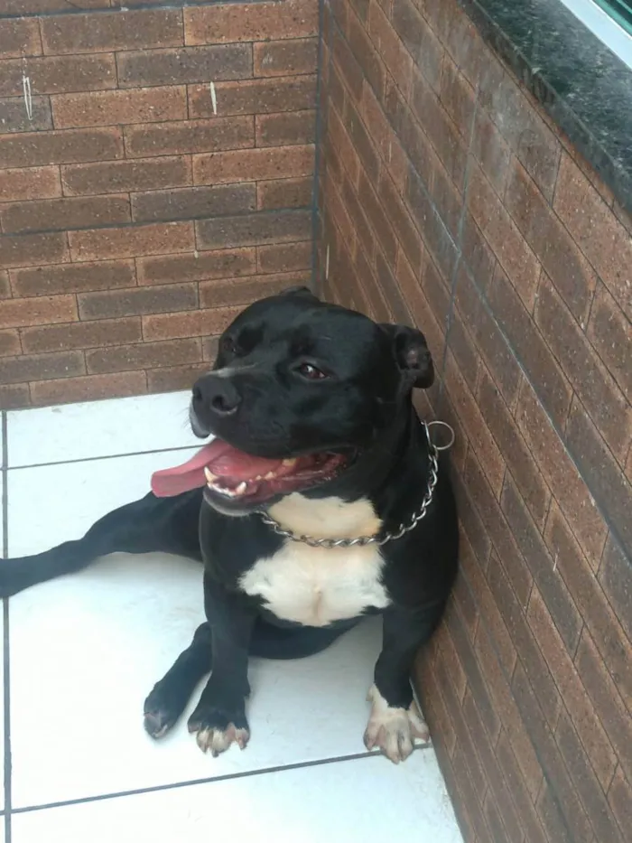 Cachorro ra a AMERICAN BULLY idade 2 anos nome THOR