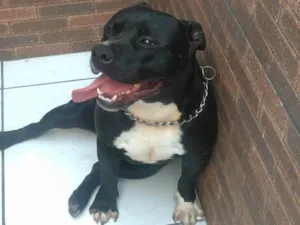 Cachorro raça AMERICAN BULLY idade 2 anos nome THOR